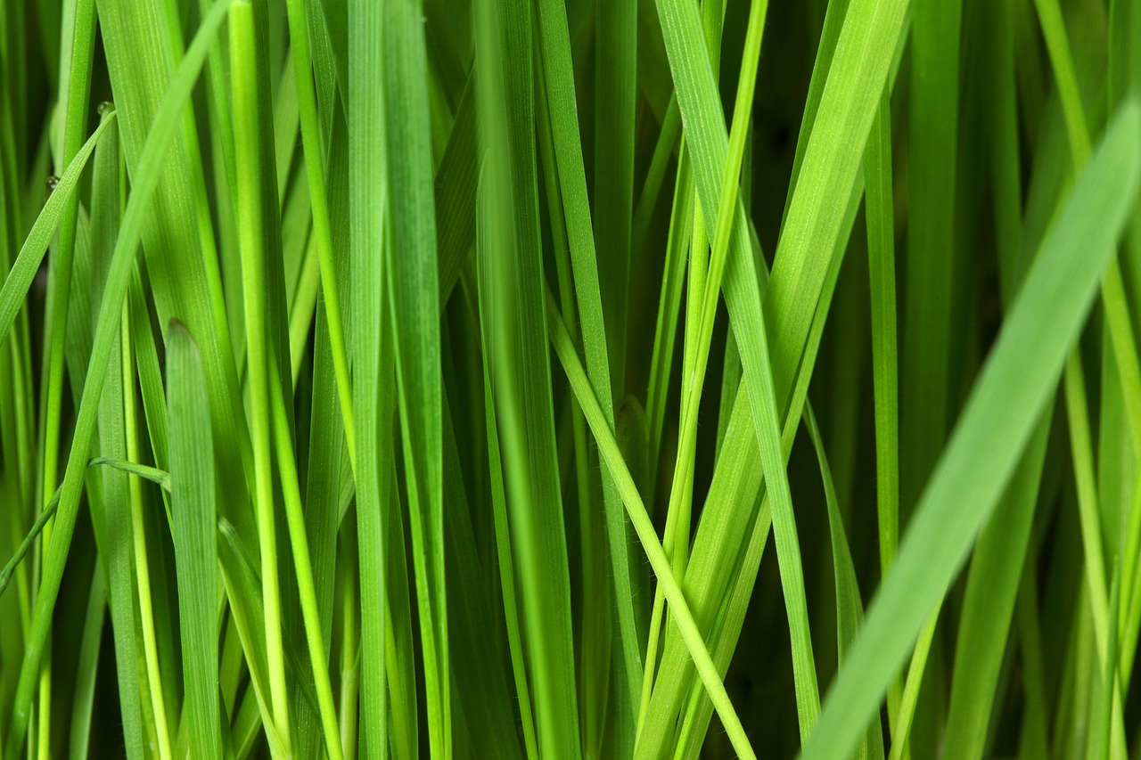 isolation thermique écologique : solutions durables pour réduire votre empreinte carbone tout en améliorant le confort de votre habitat.