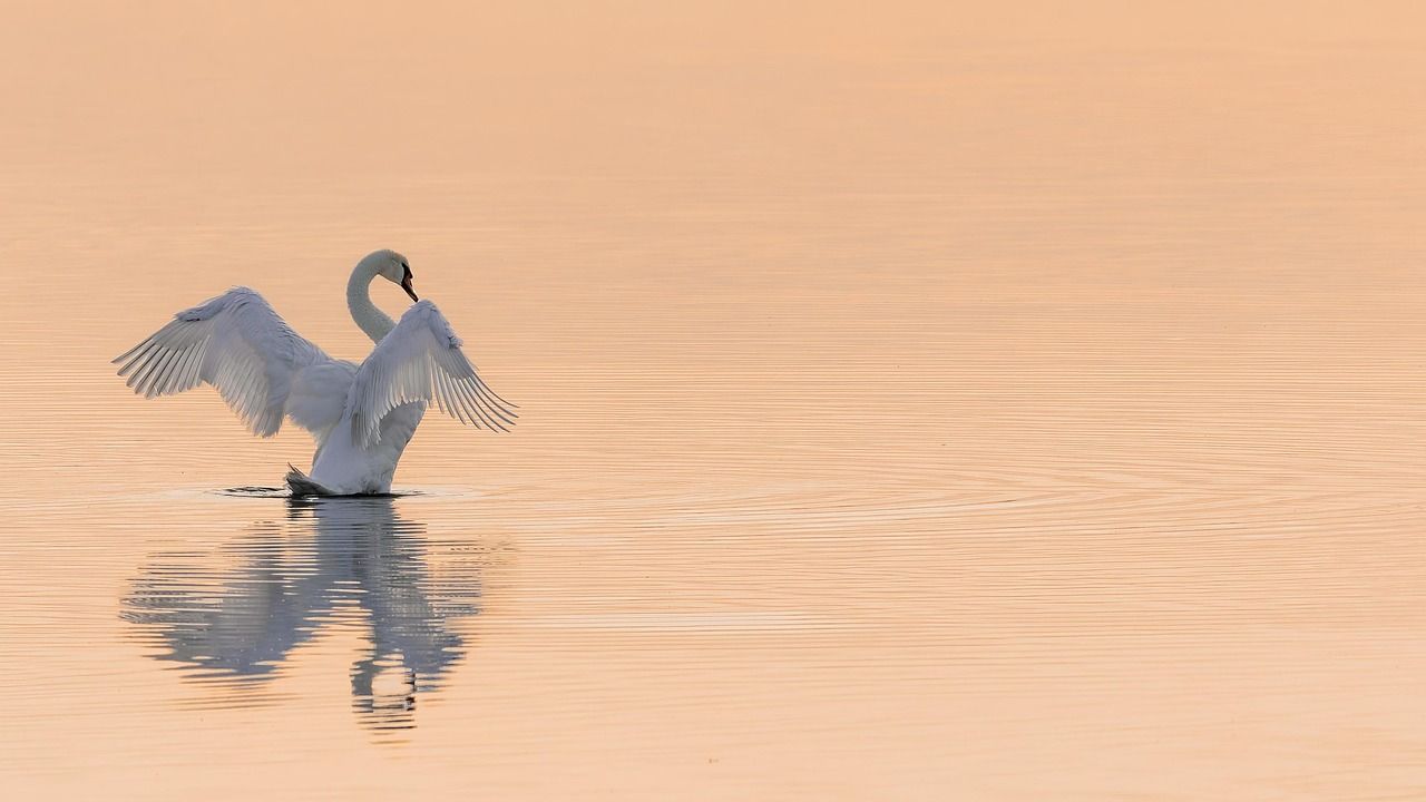 découvrez l'agriculture de conservation : une approche durable qui préserve les sols, améliore la biodiversité et garantit des rendements efficaces tout en s'adaptant aux défis climatiques. explorez les techniques et les avantages de cette méthode innovante pour une agriculture responsable et respectueuse de l'environnement.