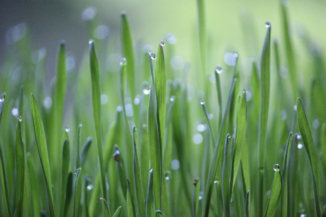 découvrez les pratiques de l'agriculture durable qui préservent l'environnement tout en maximisant la production alimentaire. apprenez comment cette approche innovante favorise la biodiversité, protège les ressources naturelles et soutient les communautés agricoles.