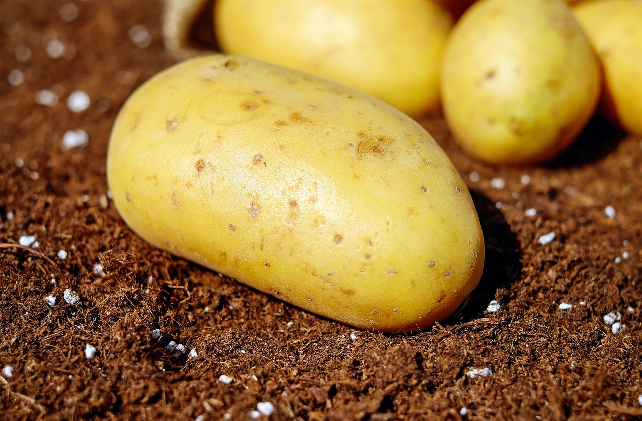 découvrez les astuces pour un jardinage biologique sur votre balcon et cultivez vos propres légumes et herbes aromatiques de manière naturelle et écologique.