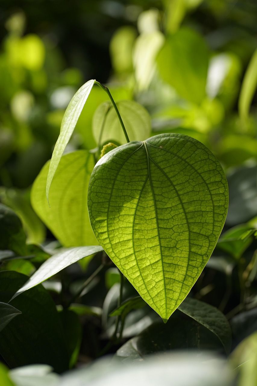 découvrez l'agriculture biologique, une méthode durable et respectueuse de l'environnement qui favorise la biodiversité, préserve les sols et produit des aliments sains. explorez les avantages de consommer bio et les techniques de culture sans pesticides ni engrais chimiques.