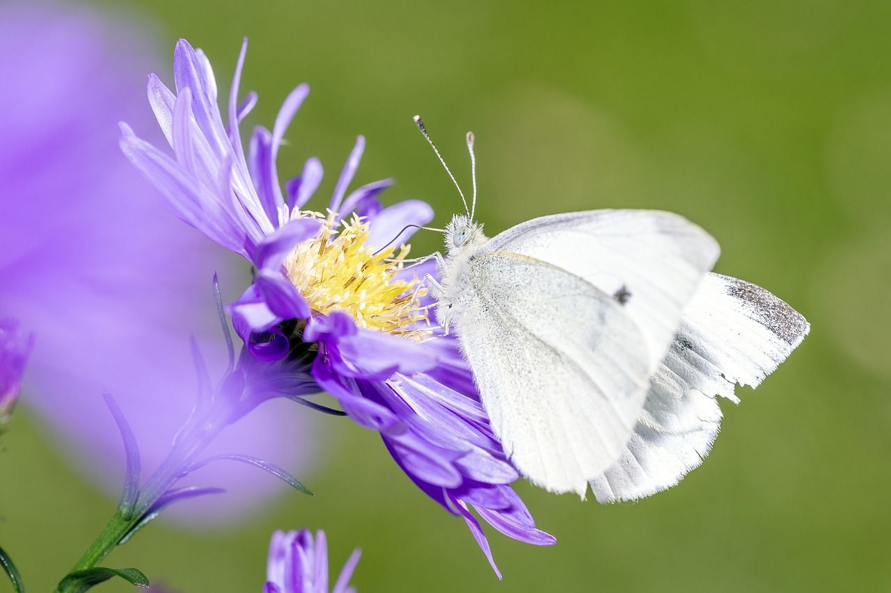 découvrez les bienfaits d'une agriculture sans pesticides avec notre guide complet sur le zéro pesticide. apprenez comment adopter des pratiques durables pour protéger votre santé et l'environnement.
