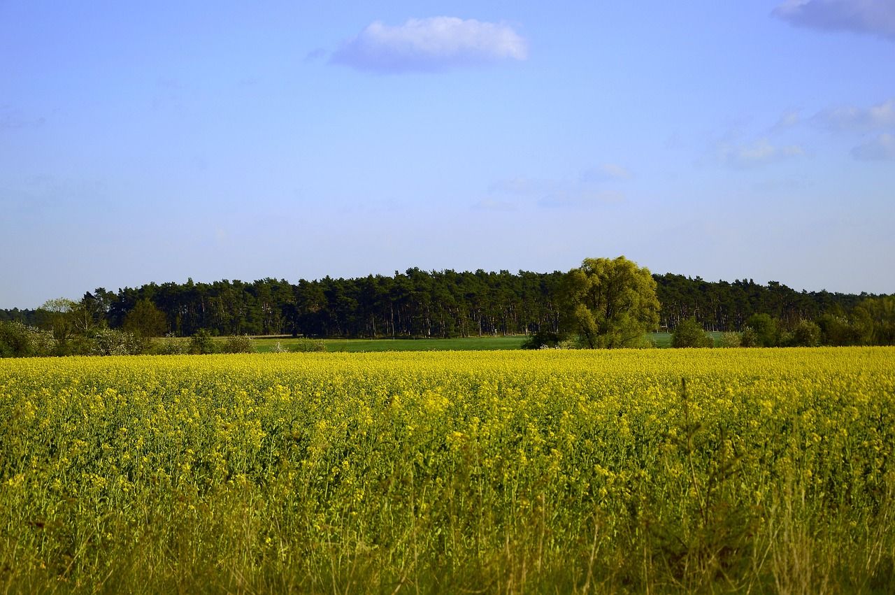 plongez dans l'univers fascinant de l'écologie, où nous explorons les interactions entre les organismes vivants et leur environnement. découvrez des solutions durables pour préserver notre planète et favoriser la biodiversité.