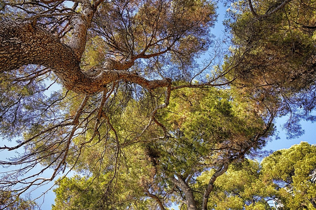 découvrez comment adopter une culture durable et responsable, qui préserve l'environnement tout en favorisant un développement économique et social harmonieux. apprenez des pratiques innovantes pour une meilleure coexistence avec la nature.