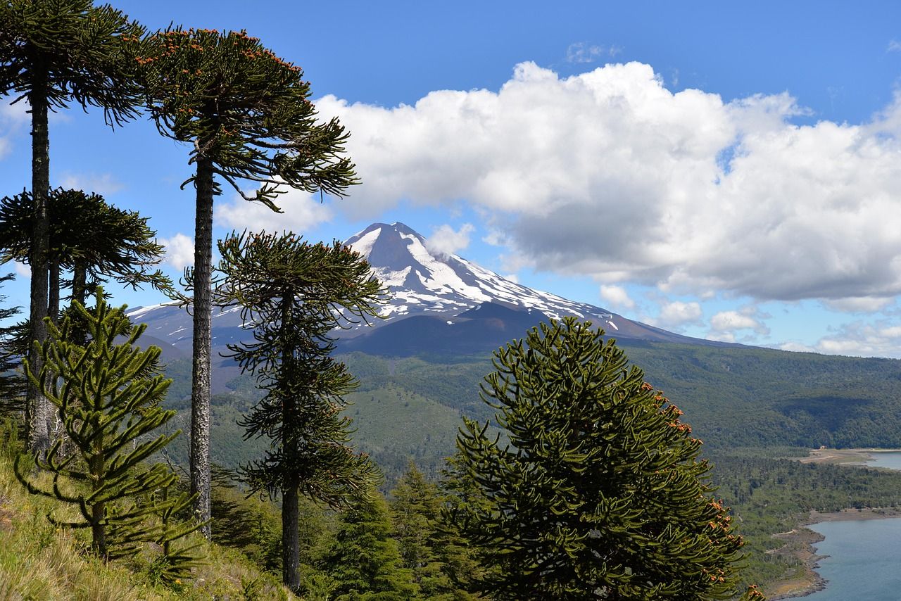 découvrez comment la revitalisation des écosystèmes contribue à la préservation de la biodiversité, à la restauration des habitats naturels et à la lutte contre le changement climatique. plongez dans des initiatives et des stratégies innovantes pour restaurer la santé des écosystèmes à travers le monde.