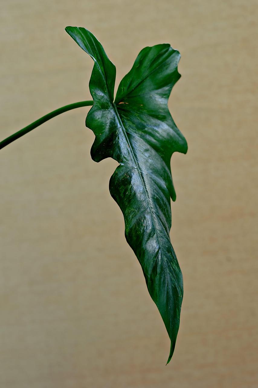 découvrez comment créer un jardin bio sur votre balcon pour cultiver vos propres légumes et herbes aromatiques en toute simplicité, même en espace réduit.