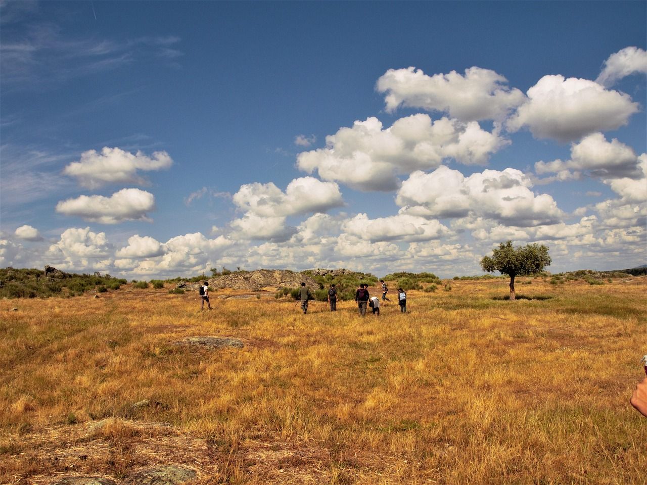 découvrez l'agroforesterie, une pratique innovante qui allie agriculture et foresterie pour promouvoir la biodiversité, améliorer la santé des sols et optimiser les rendements tout en respectant l'environnement.