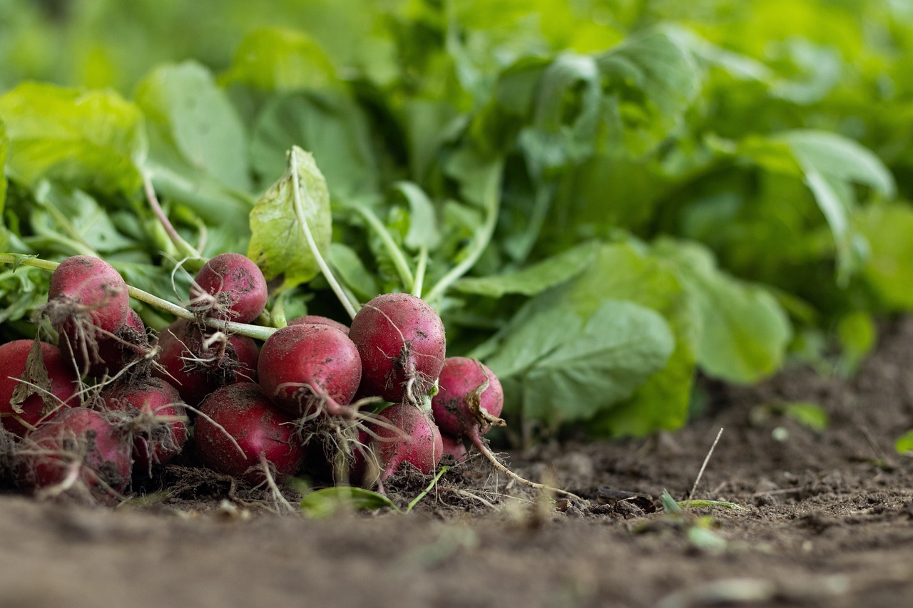 découvrez l'agriculture régénératrice, une approche durable qui revitalise les sols, favorise la biodiversité et combat le changement climatique. apprenez comment cette méthode respectueuse de l'environnement transforme nos pratiques agricoles pour un avenir plus sain et durable.