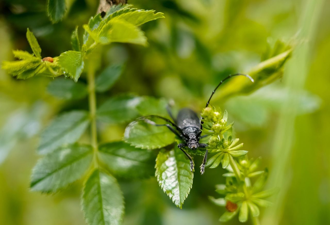 découvrez l'écologie régénérative, une approche innovante qui vise à restaurer les écosystèmes et à créer un équilibre durable entre la nature et l'humanité. explorez ses principes, ses applications et son potentiel à transformer nos environnements.
