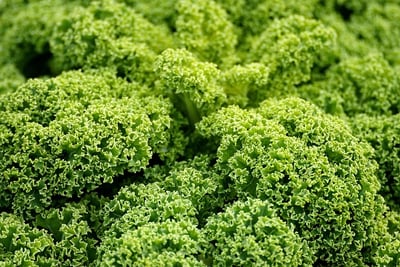 Agriculture durable : les pratiques innovantes pour un avenir vert