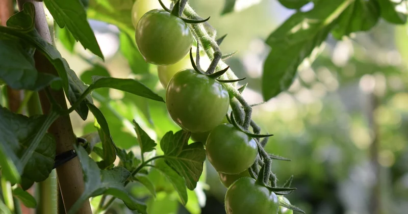 Potager sur balcon : que planter quand on débute ?
