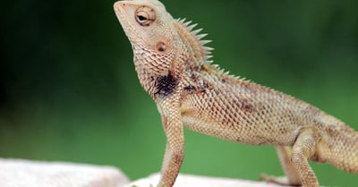 Biodiversité : Comprendre son Importance pour l’Équilibre Écologique