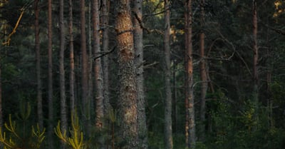 Programmes de reforestation : comment contribuer à un avenir durable