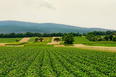 L’agriculture régénérative : principes et avantages pour l’environnement