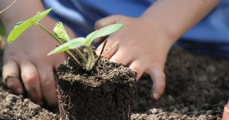 Engrais potager professionnel vs grande surface : ce qui change vraiment ?