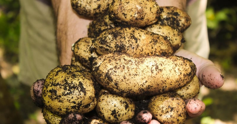 Les avantages de l'agriculture biologique pour votre santé