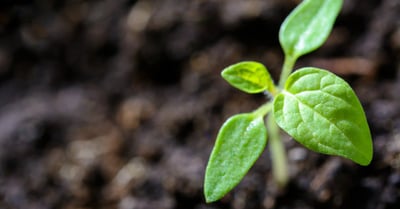 Spécialisation durable : Comment les entreprises s’adaptent aux enjeux environnementaux