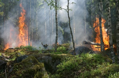 Les stratégies essentielles pour la conservation de la nature