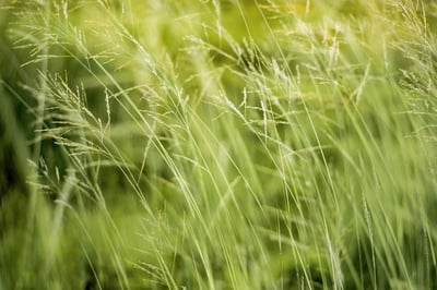 L’impact environnemental des choix de consommation quotidienne