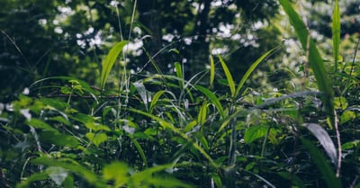 Couverture végétale : avantages et techniques pour une biodiversité renforcée