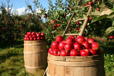 L’importance de l’agriculture biologique pour la santé de notre planète