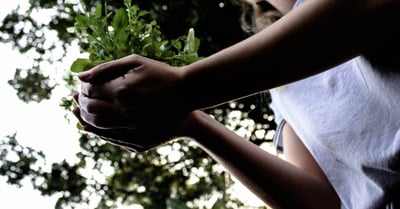 Plantation d’arbres : Guide étape par étape pour un jardin durable