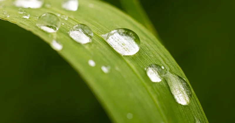 Comment relier une cuve de récupération à un arrosage goutte-à-goutte