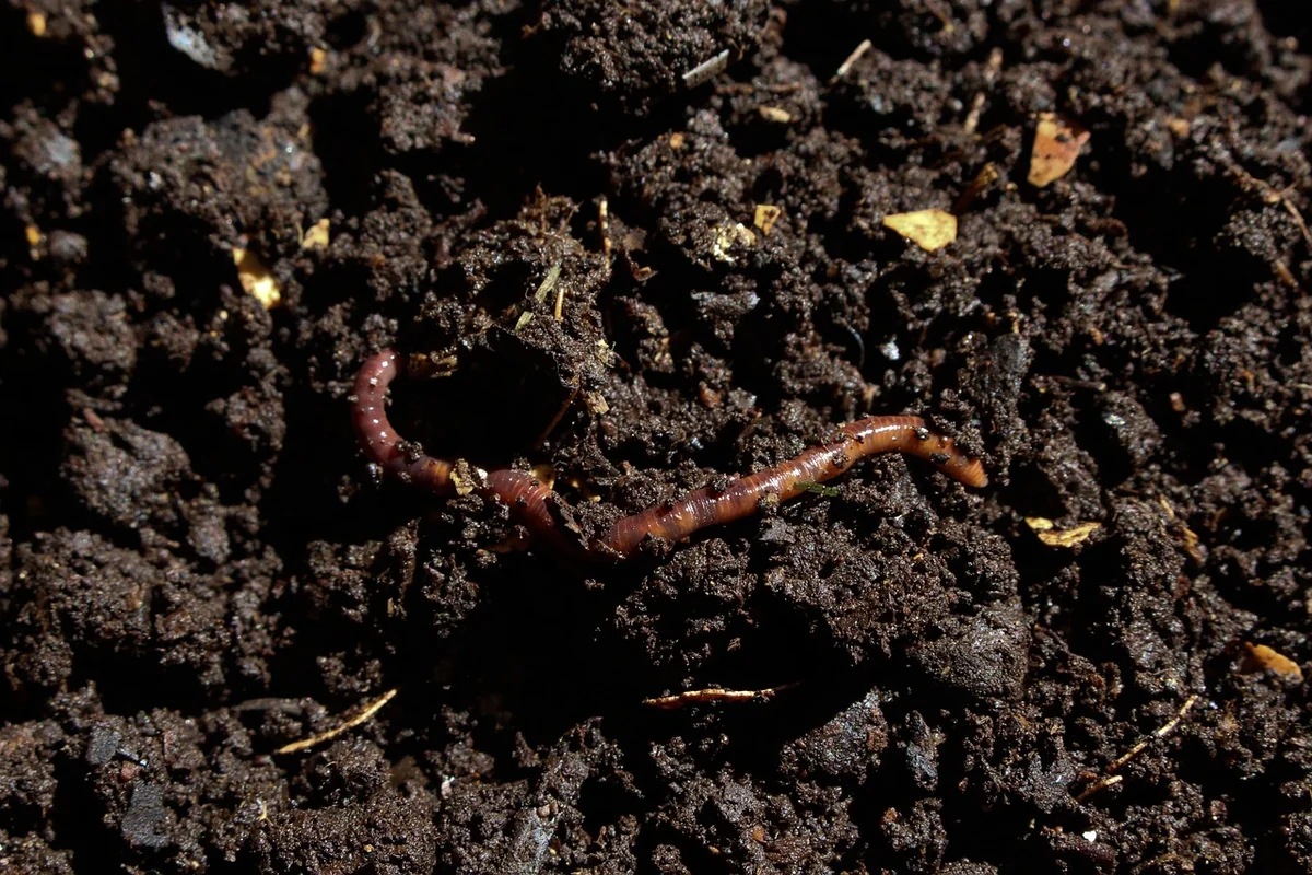 Que mettre dans le compost (et quoi éviter absolument)