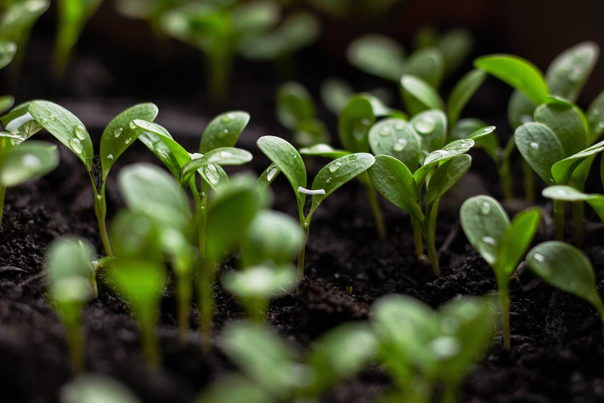 Approvisionnement durable : comprendre les enjeux et les solutions