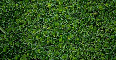 Gouvernance écologique : enjeux et stratégies pour un avenir durable