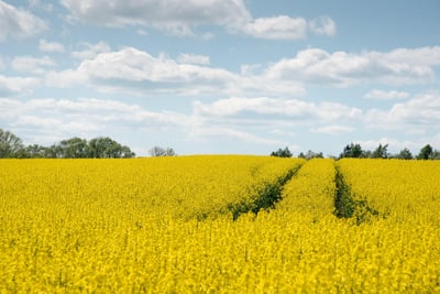 La bioénergie : une solution durable pour l’avenir énergétique