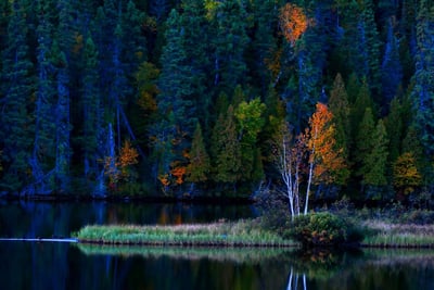 Comprendre la biodiversité et son impact sur notre écosystème