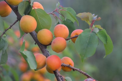 Soutien à l’agriculture bio : enjeux et solutions pour un avenir durable
