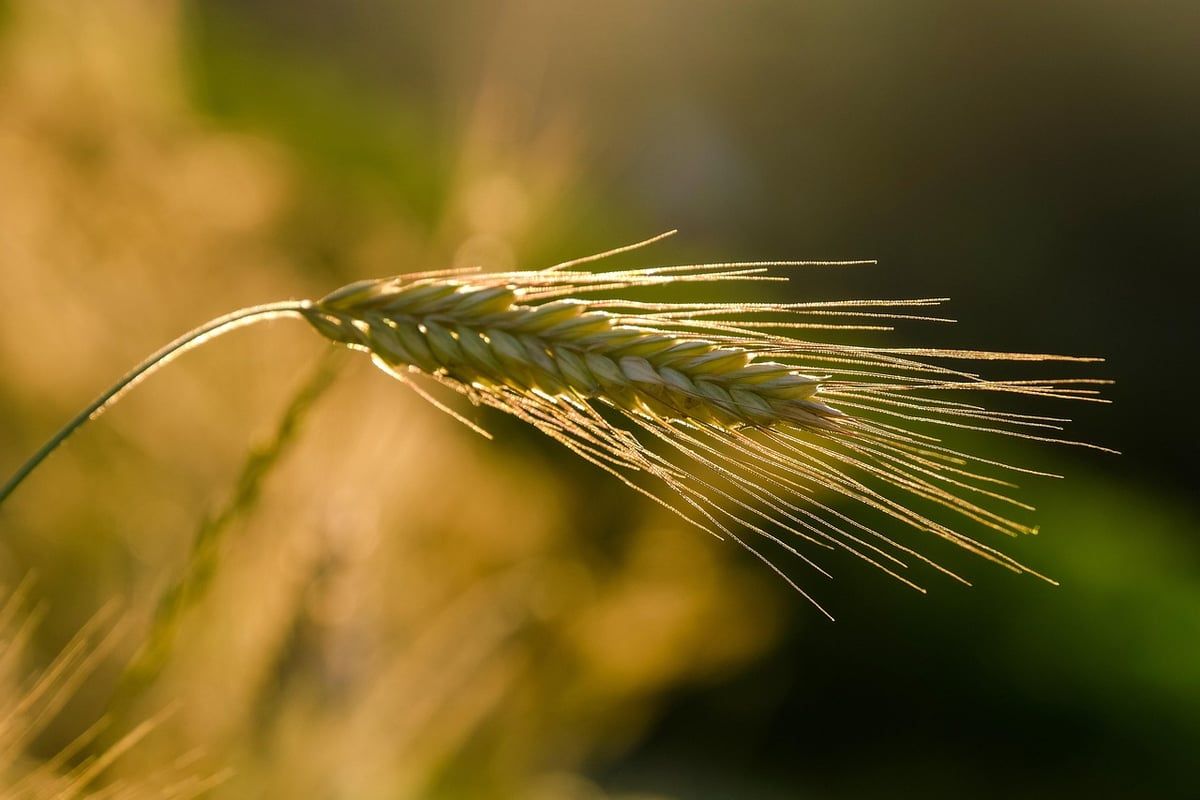 L’agriculture de conservation : une solution durable pour protéger notre sol