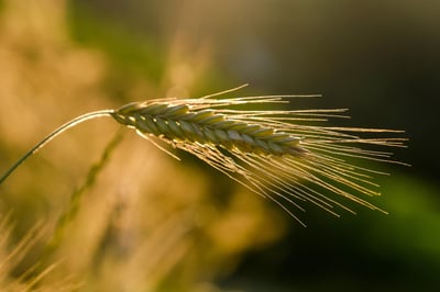 L’agriculture de conservation : une solution durable pour protéger notre sol