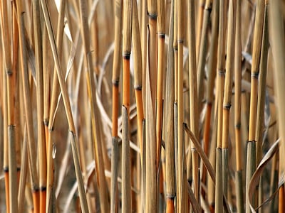 Comprendre l’énergie biomass : une alternative durable