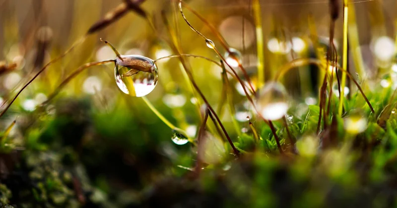 Alimenter un goutte-à-goutte avec l'eau de pluie : le point délicat
