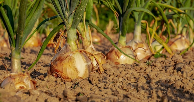 Cultiver des légumes bio sur son balcon : le guide du débutant