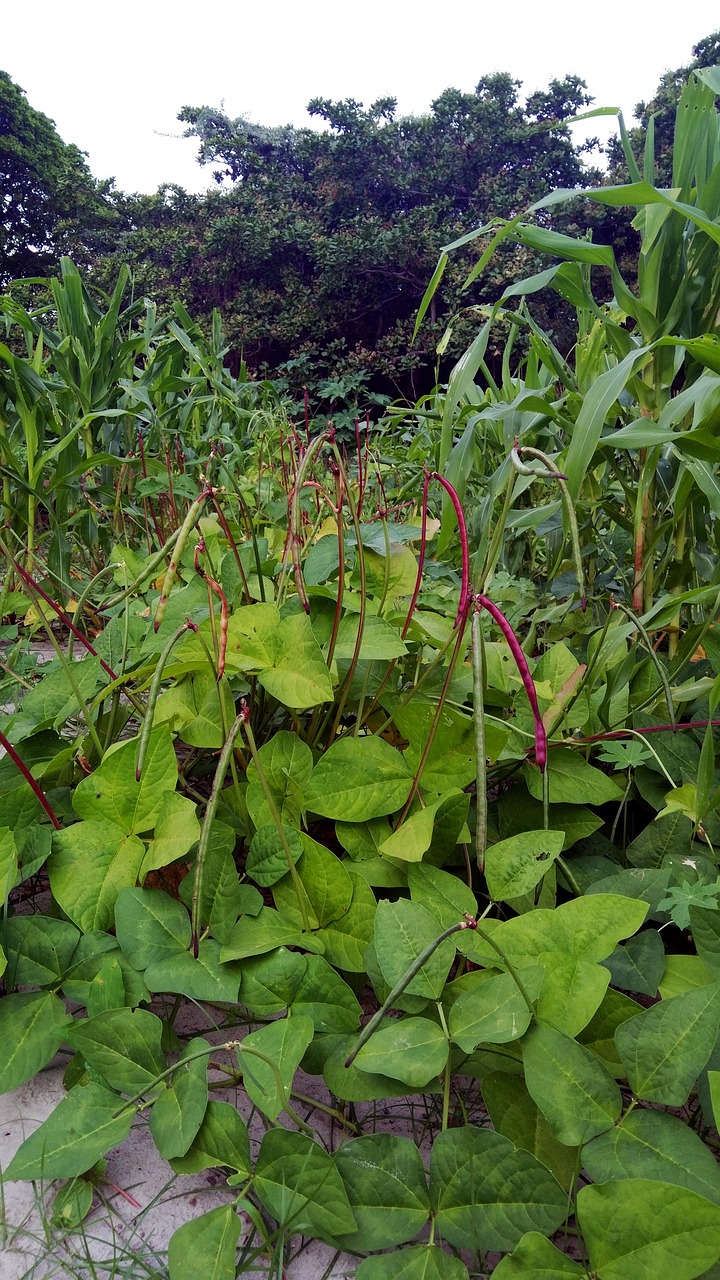 découvrez l'agroforesterie, une pratique innovante alliant agriculture et foresterie pour une production durable. explorez les avantages environnementaux, économiques et sociaux de cette méthode écoresponsable qui favorise la biodiversité et optimise l'utilisation des ressources naturelles.