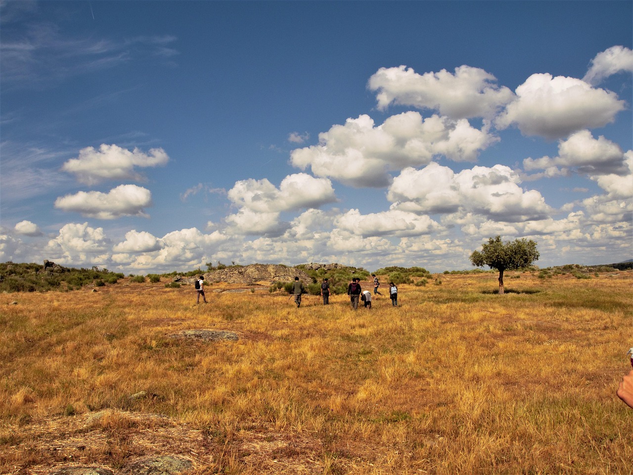découvrez l'agroforesterie, une pratique innovante qui allie agriculture et foresterie pour promouvoir la biodiversité, améliorer la santé des sols et optimiser les rendements tout en respectant l'environnement.