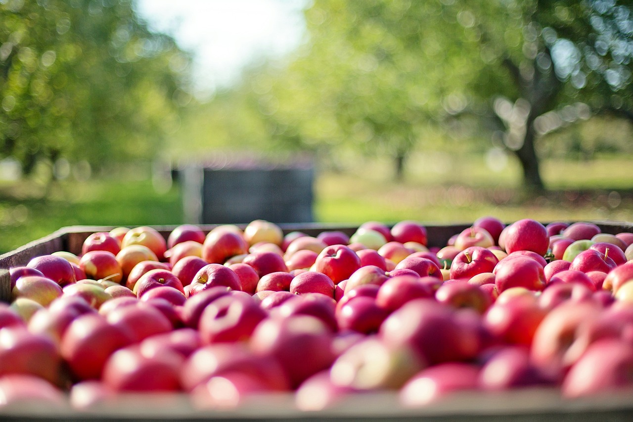découvrez les avantages des exploitations agricoles biologiques, où des méthodes durables et respectueuses de l'environnement sont mises en œuvre pour offrir des produits sains et de qualité. explorez l'impact positif sur la biodiversité et la santé des consommateurs.