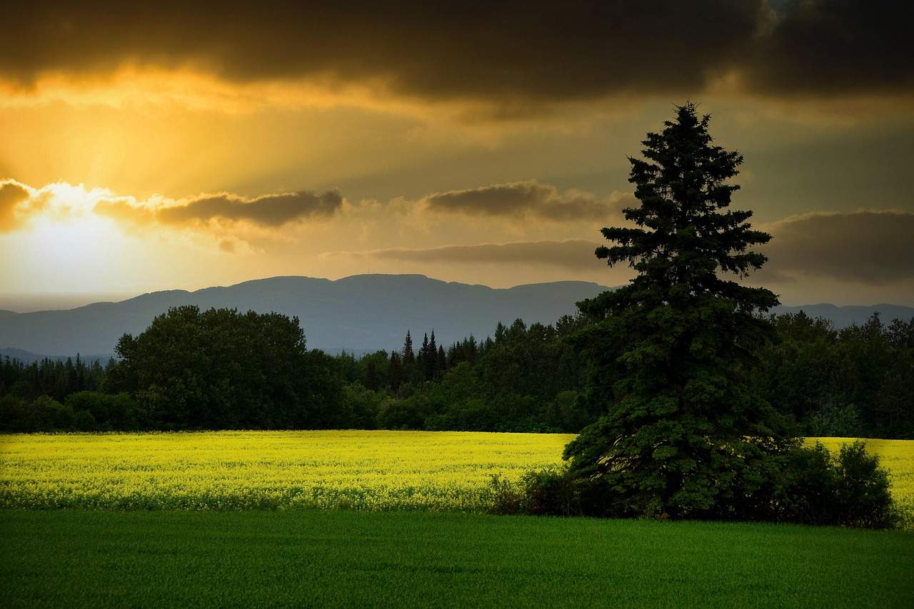 découvrez l'importance des services écosystémiques pour notre environnement et notre société. apprenez comment ces processus naturels contribuent à notre bien-être, à la biodiversité et à la durabilité des ressources. explorez les différents types de services, de la pollinisation à la régulation climatique, et l'impact de nos actions sur ces précieuses fonctions.
