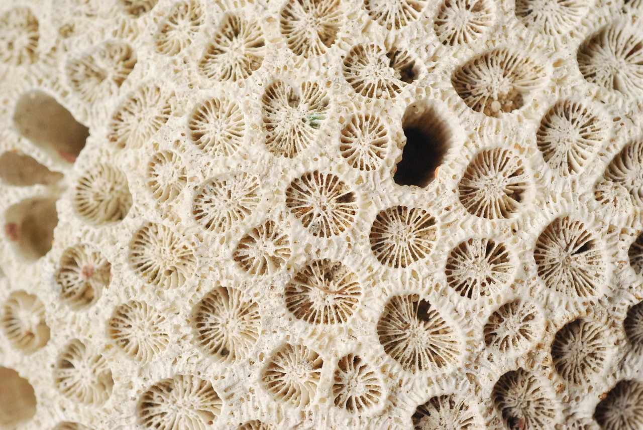 découvrez les services écosystémiques, essentiels pour notre bien-être et l'équilibre de la planète. apprenez comment ces services naturels soutiennent notre vie quotidienne, de la purification de l'air à la pollinisation des cultures.