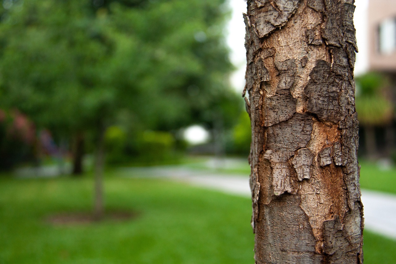 découvrez l'importance de la reforestation pour la lutte contre le changement climatique et la préservation de la biodiversité. apprenez comment diverses initiatives contribuent à restaurer les écosystèmes forestiers tout en soutenant les communautés locales.