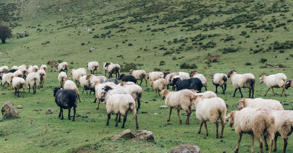découvrez l'agroécologie, une approche durable et respectueuse de l'agriculture qui vise à remettre en équilibre les pratiques agricoles et l'écosystème. apprenez comment cette méthode favorise la biodiversité, réduit l'usage de produits chimiques et soutient les agriculteurs tout en garantissant une alimentation saine.