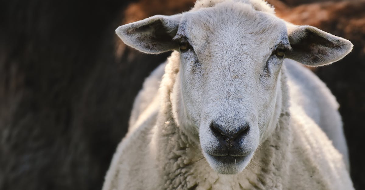 découvrez l'agroécologie, une approche durable de l'agriculture qui allie pratiques agricoles respectueuses de l'environnement et préservation de la biodiversité. apprenez comment cette méthode favorise une agriculture plus saine tout en soutenant les écosystèmes locaux.