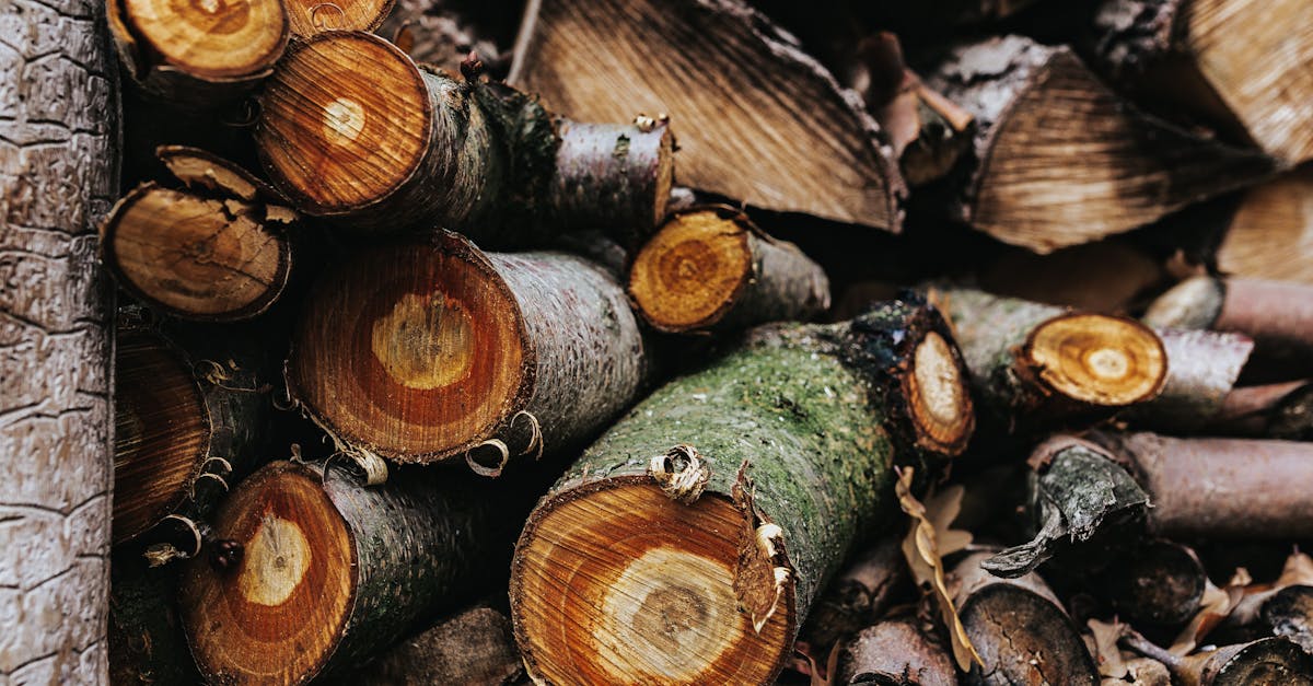découvrez l'univers de la biomasse, une source d'énergie renouvelable et durable. apprenez comment cette alternative écologique contribue à la préservation de l'environnement et à la lutte contre le changement climatique.