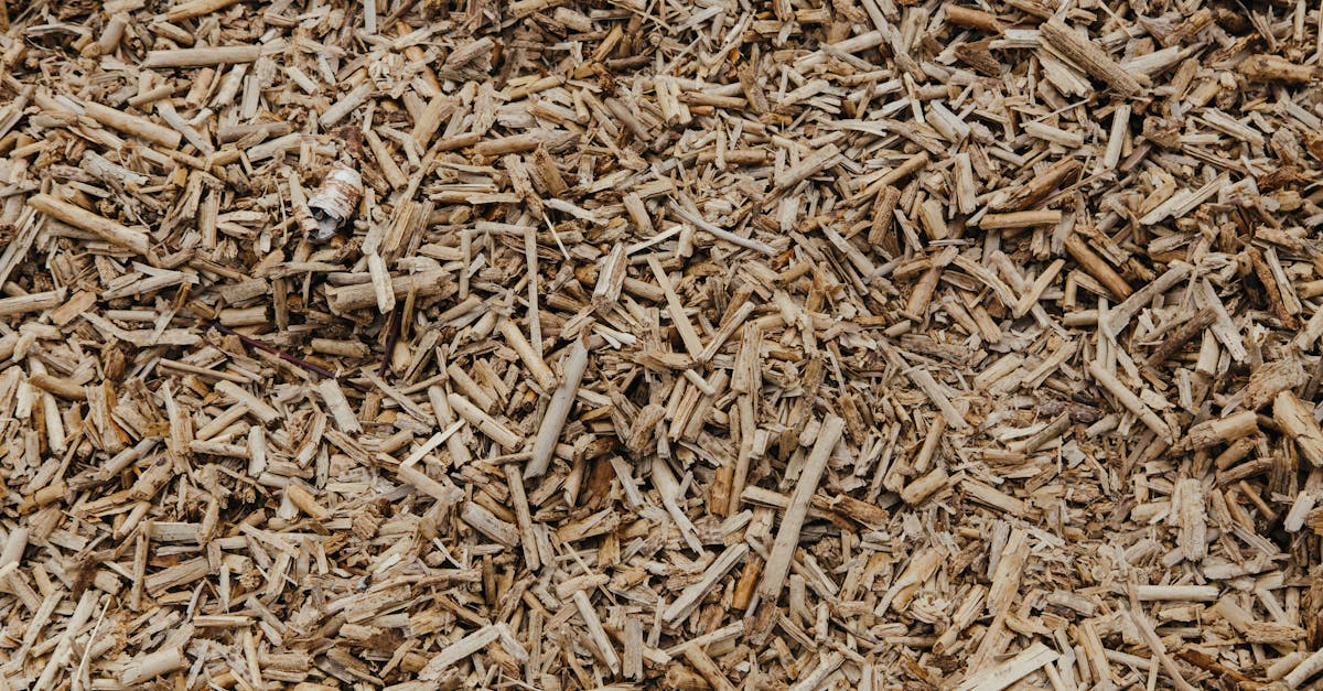 découvrez le potentiel de la biomasse, une source d'énergie renouvelable incontournable. explorez ses avantages écologiques, ses applications variées et son rôle dans la transition énergétique pour un avenir durable.