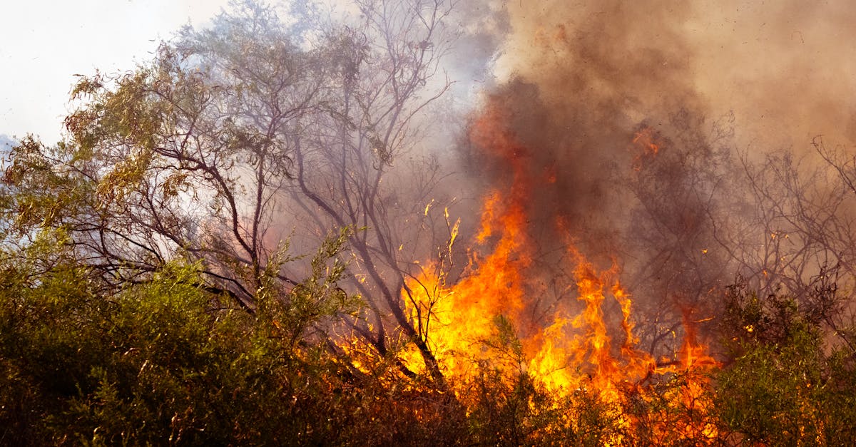 découvrez comment agir pour le climat et contribuer à un avenir durable. rejoignez le mouvement pour la protection de notre planète et apprenez des solutions innovantes pour réduire votre empreinte écologique.