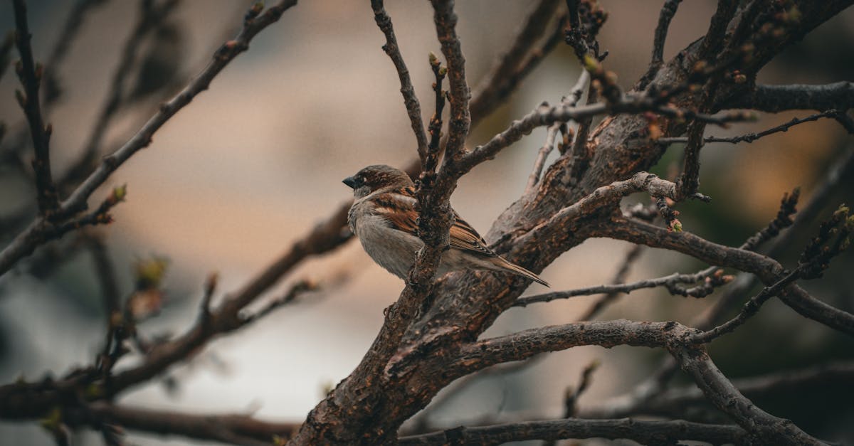 découvrez des stratégies climatiques innovantes pour lutter contre le changement climatique, réduire les émissions de carbone et promouvoir un avenir durable. informez-vous sur les meilleures pratiques, les politiques environnementales et les solutions écologiques qui peuvent transformer notre planète.